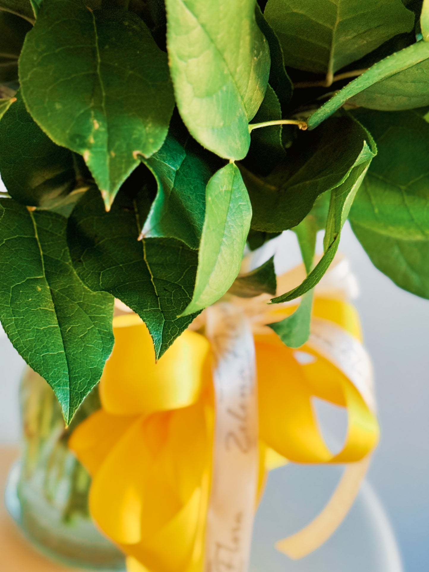 Close-up of green leaves with a blurred yellow flower and white background