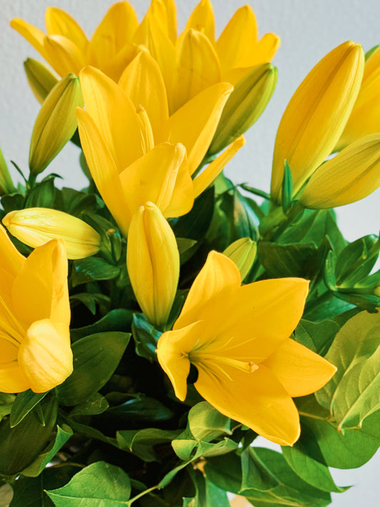 Bouquet of yellow lilies with green leaves on a light gray background
