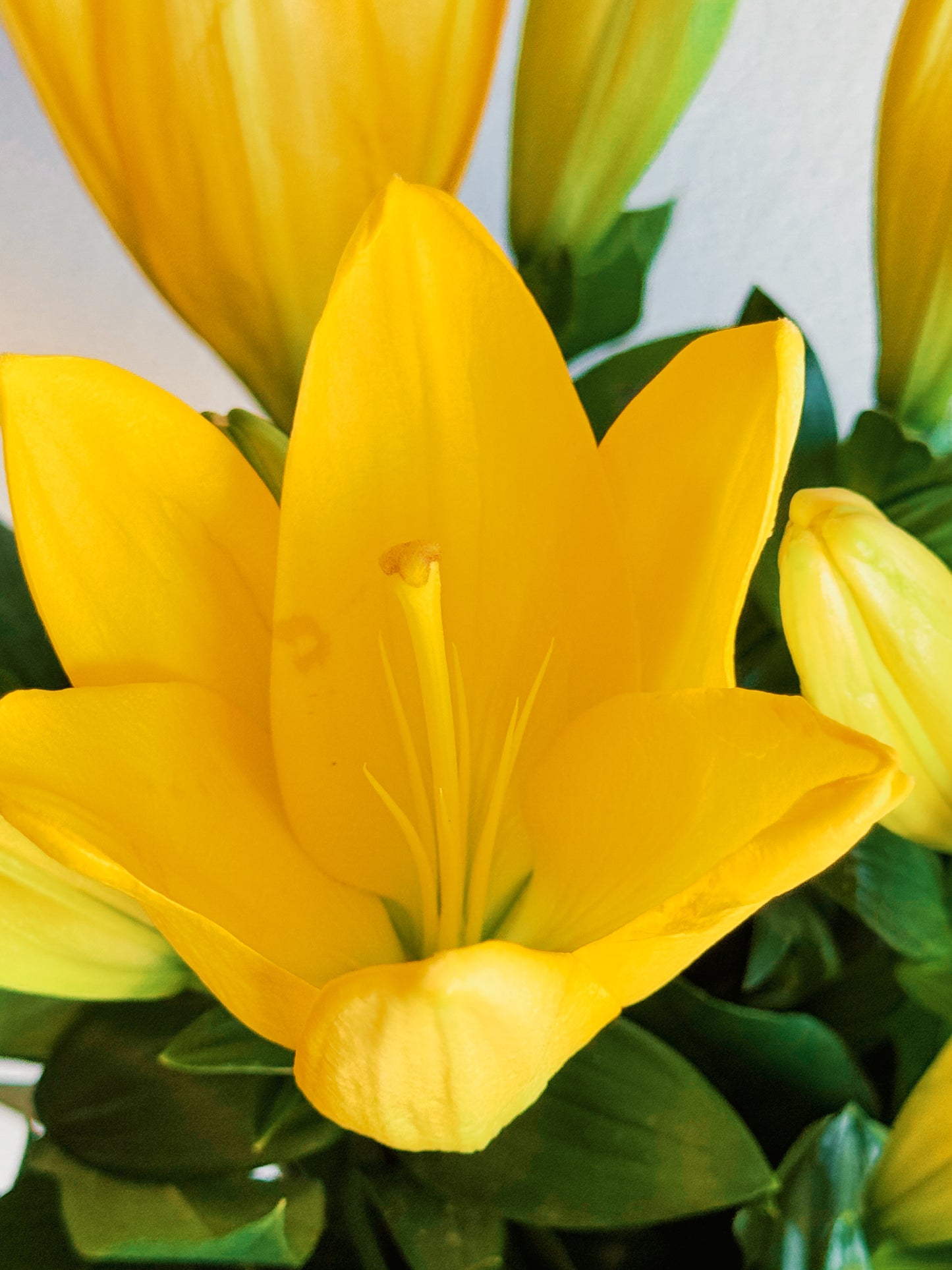 Close-up of a yellow flower with green leaves on a white background