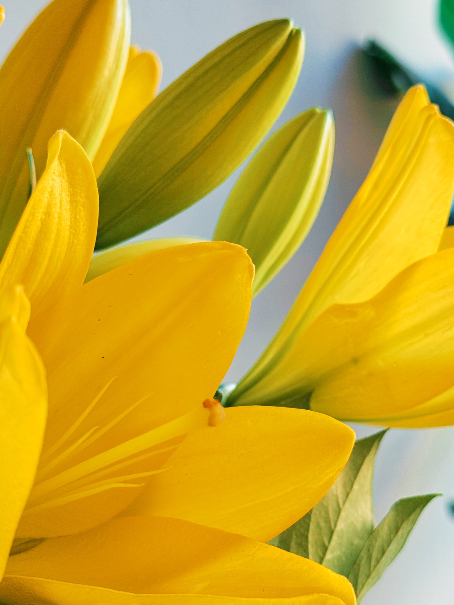 Close-up of bright yellow flowers with green leaves on a blurred background