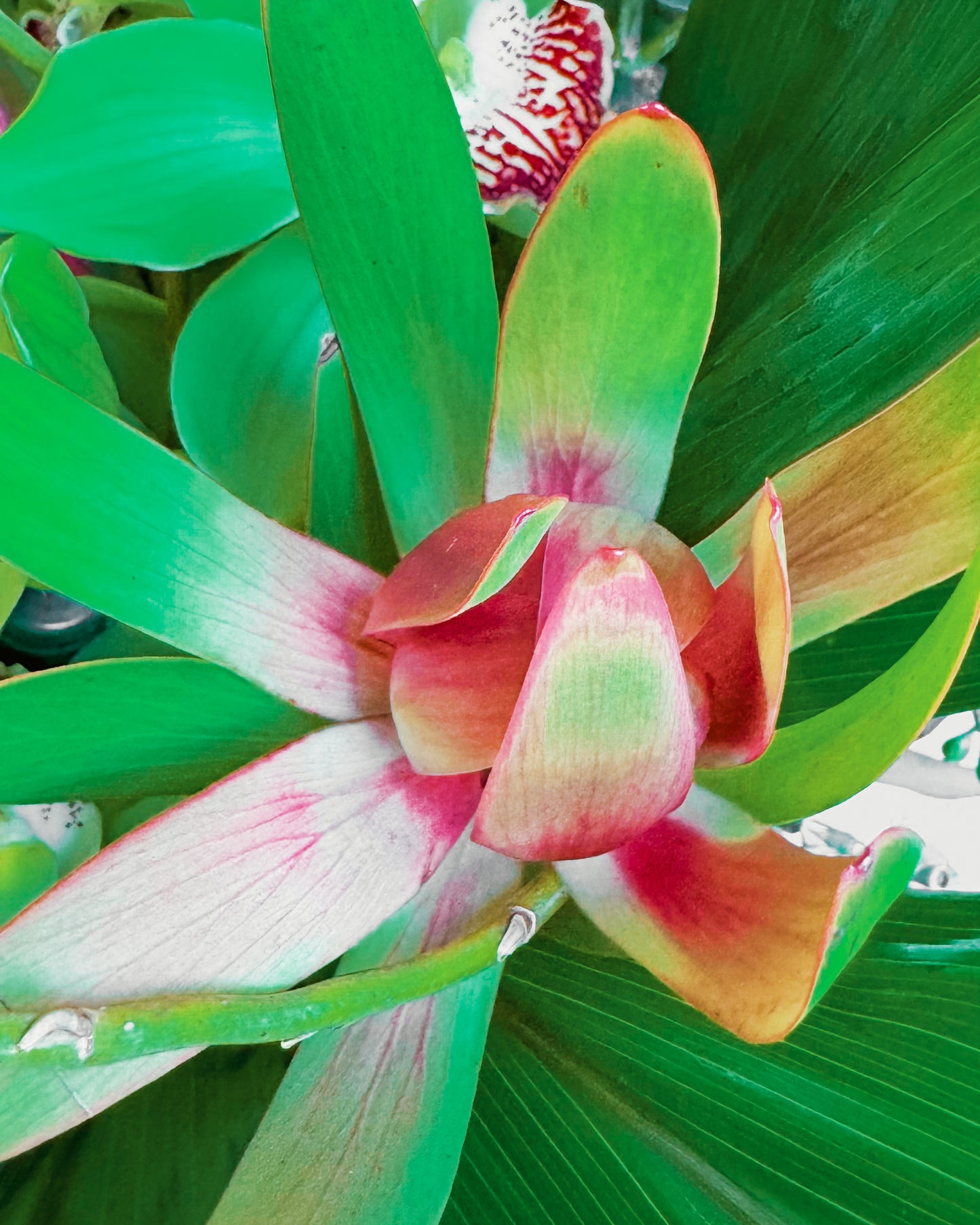 Jungle Jewel