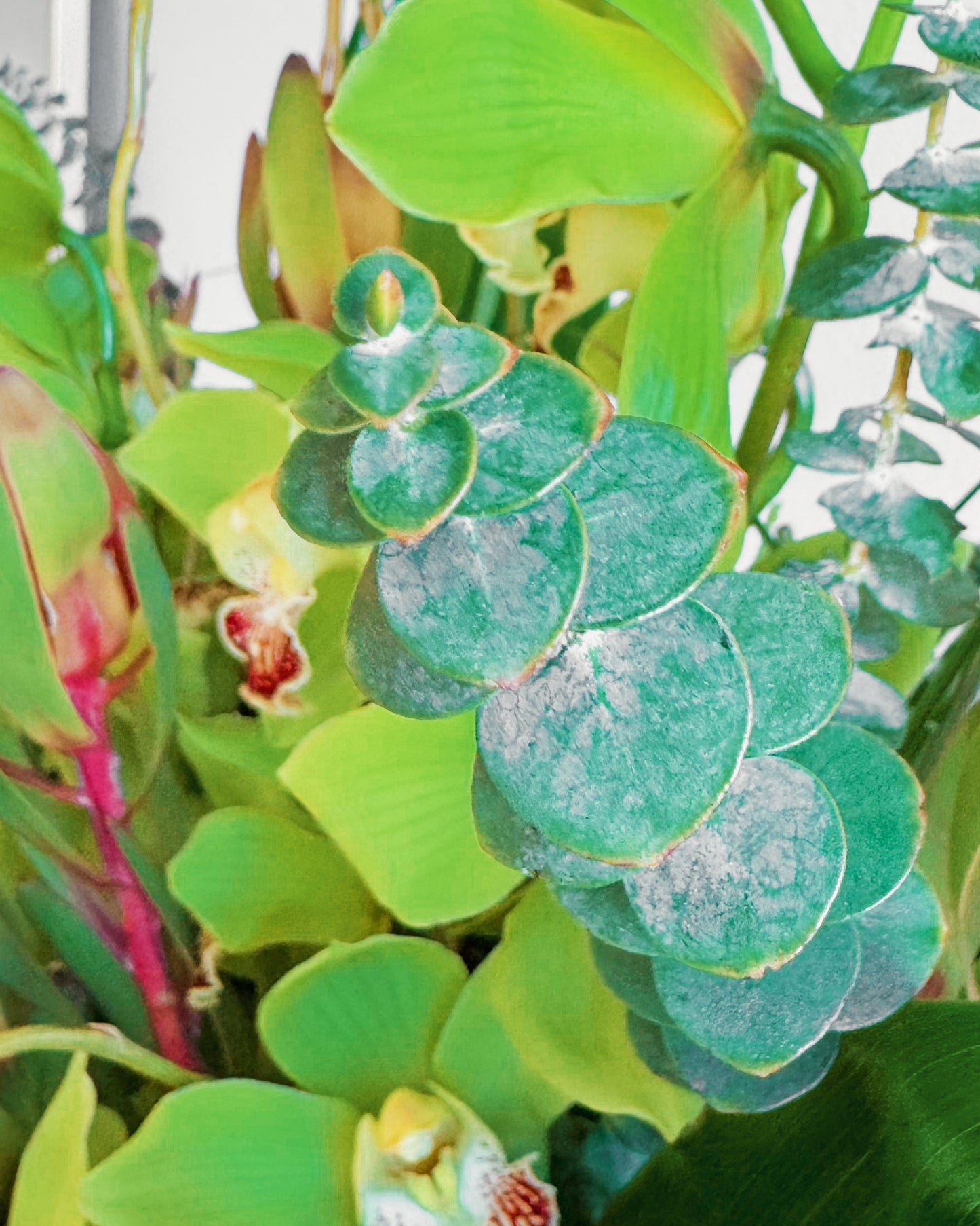 Jungle Jewel