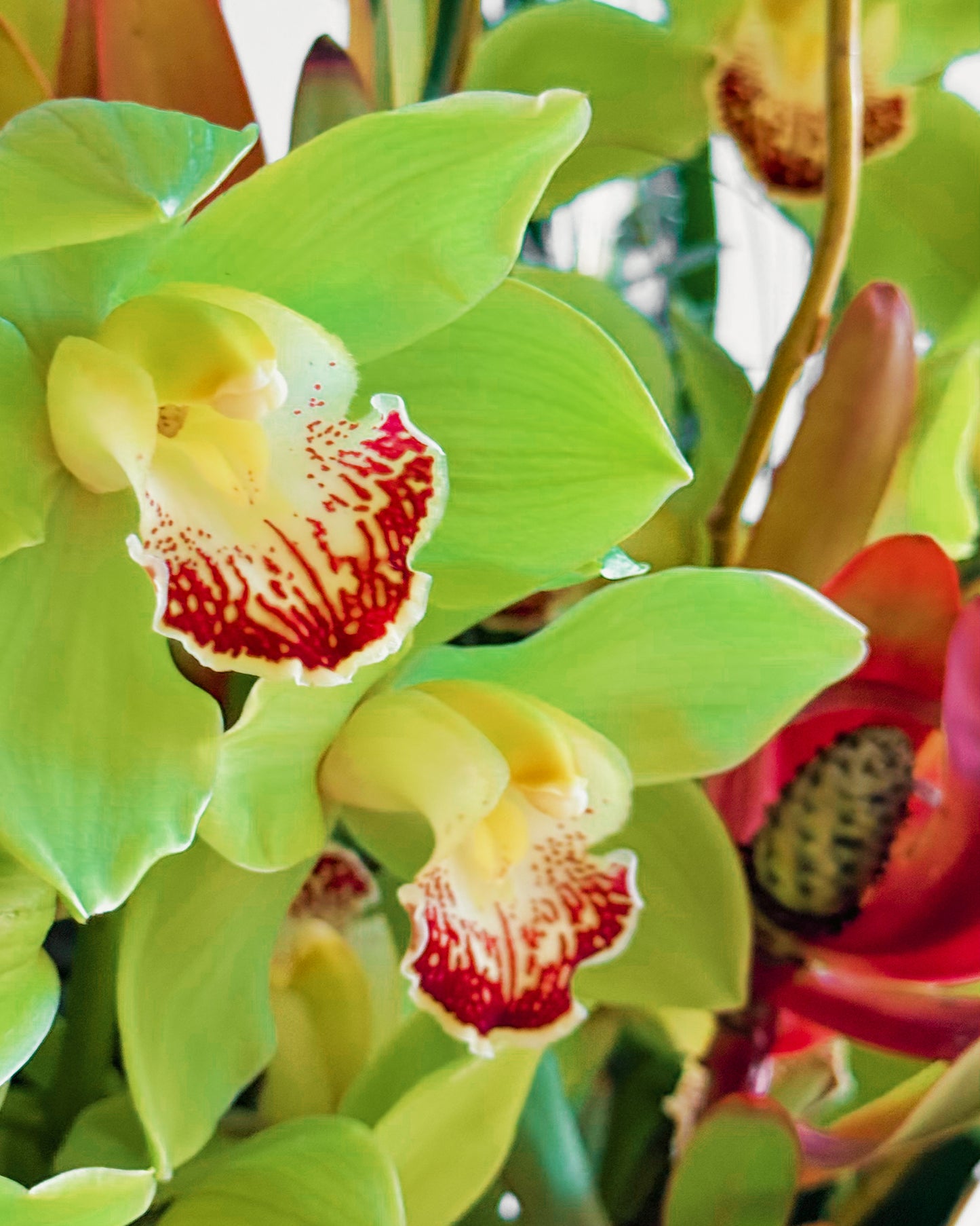 Jungle Jewel