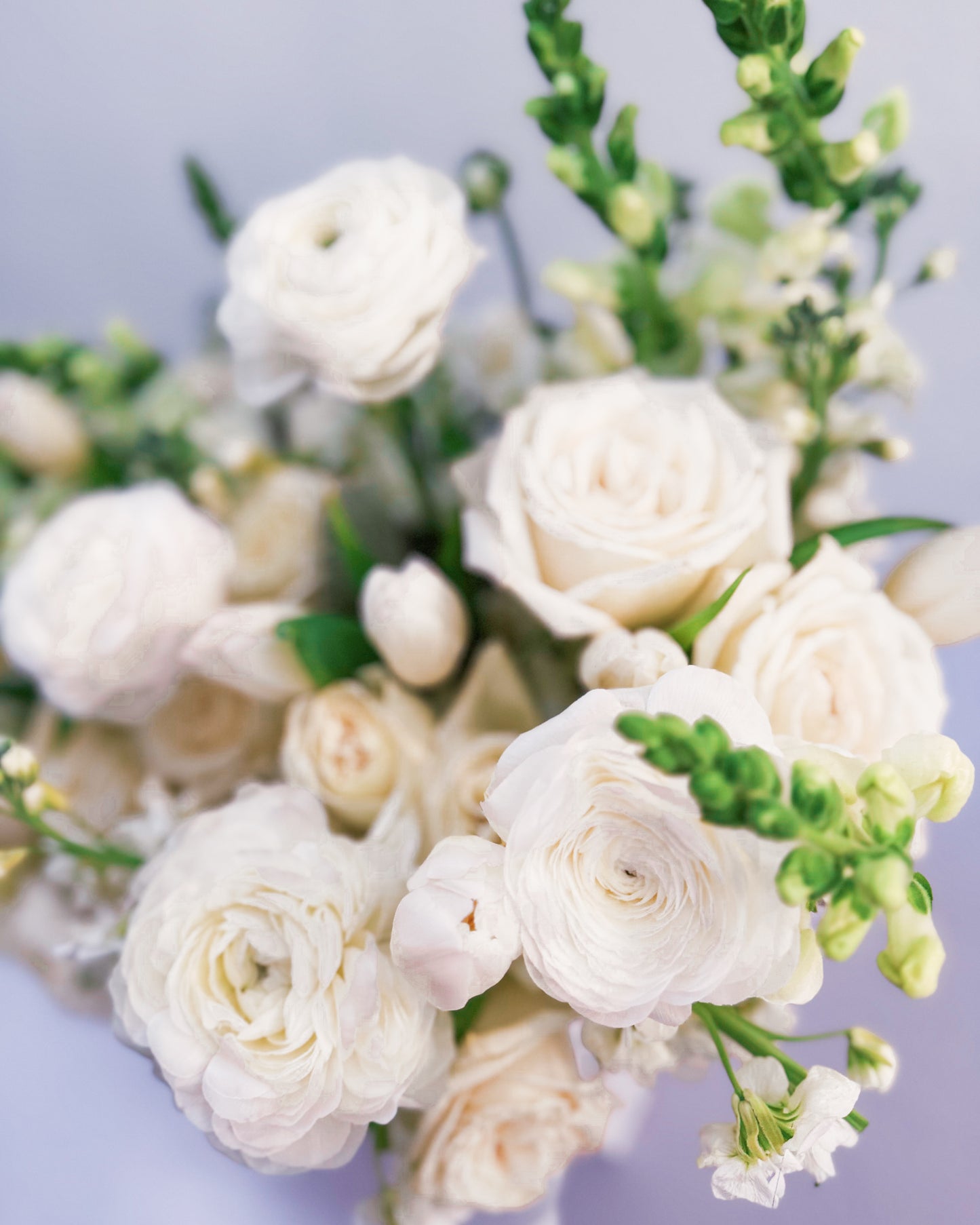 White Wonder
