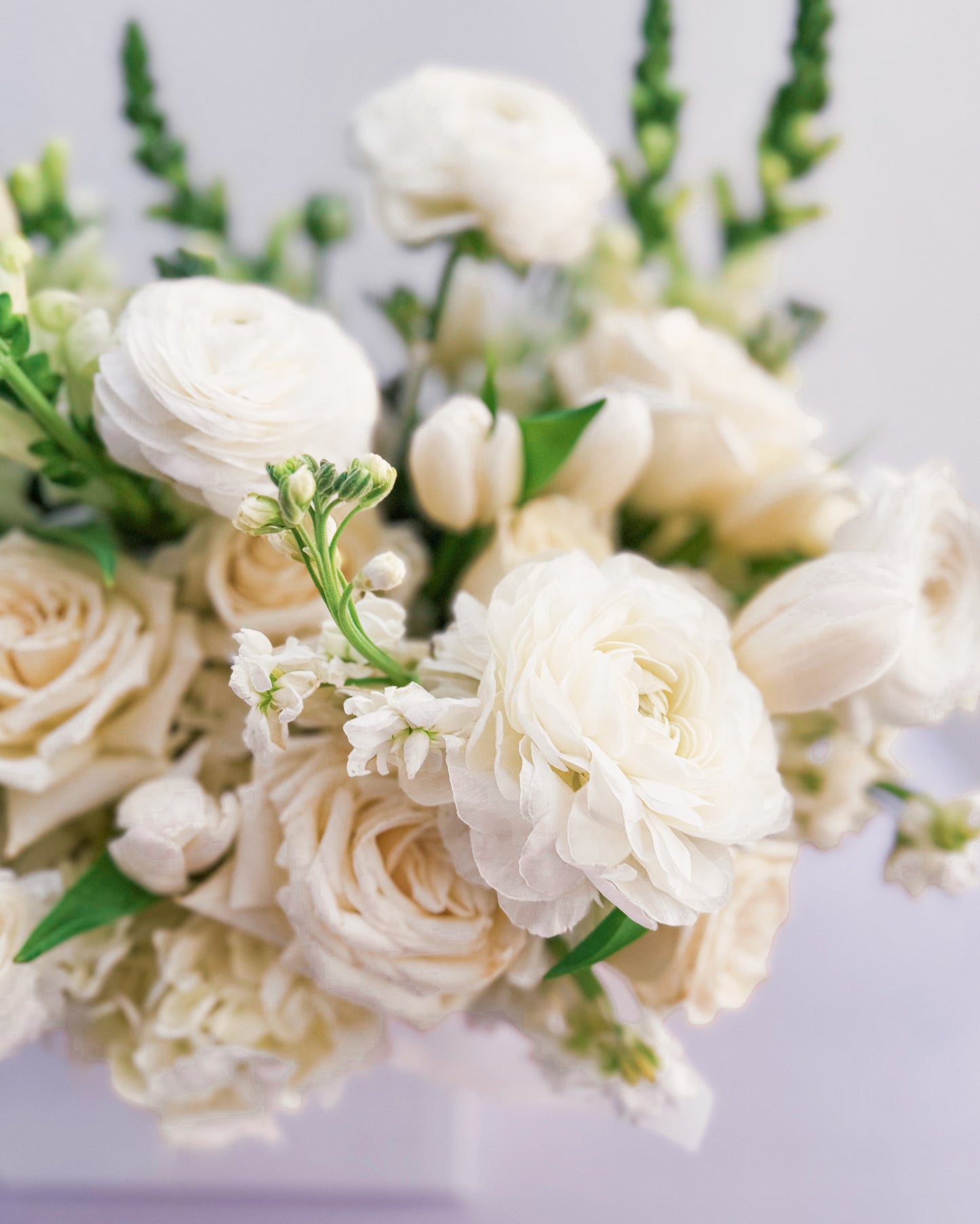 White Wonder