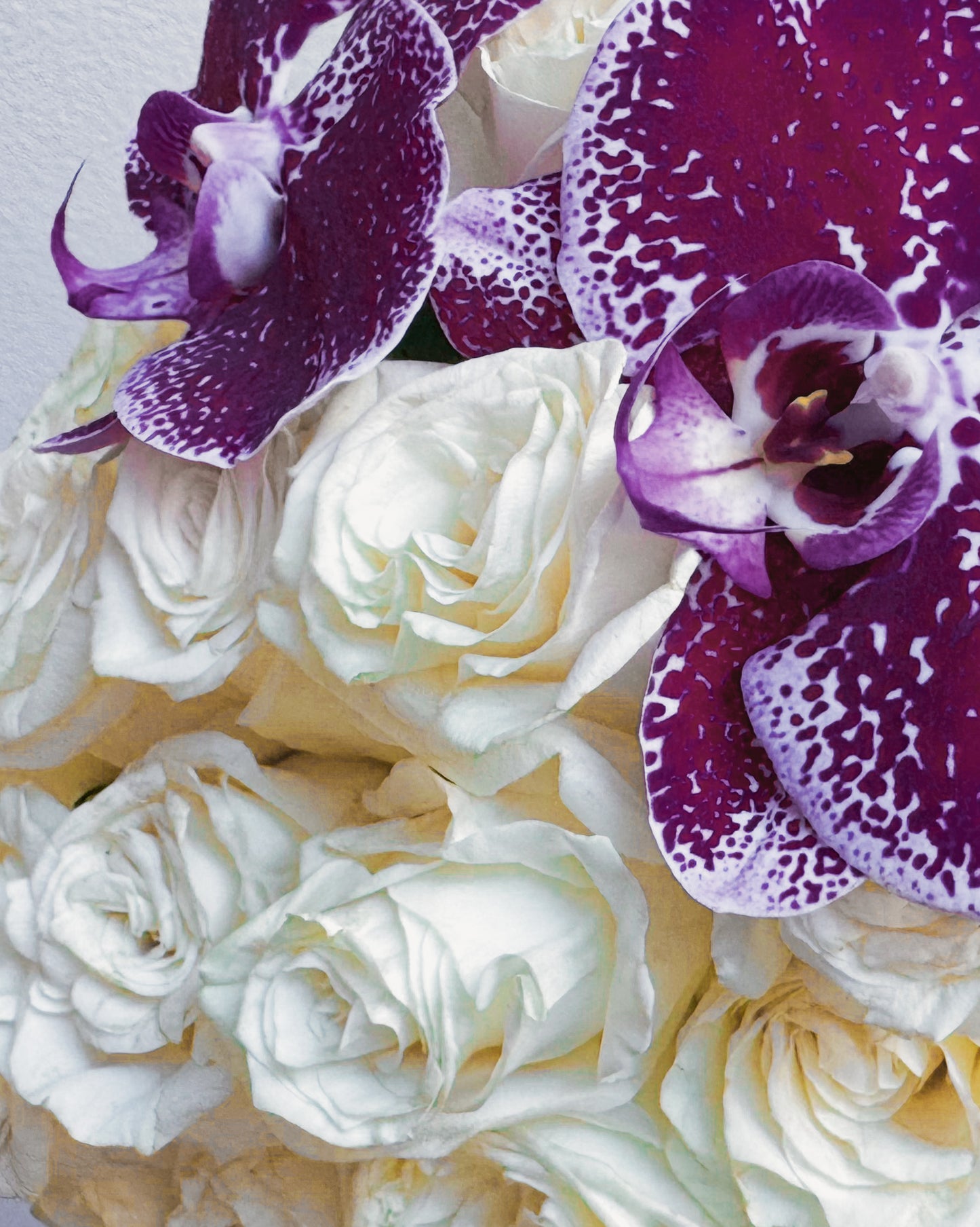 Orchid Elegance