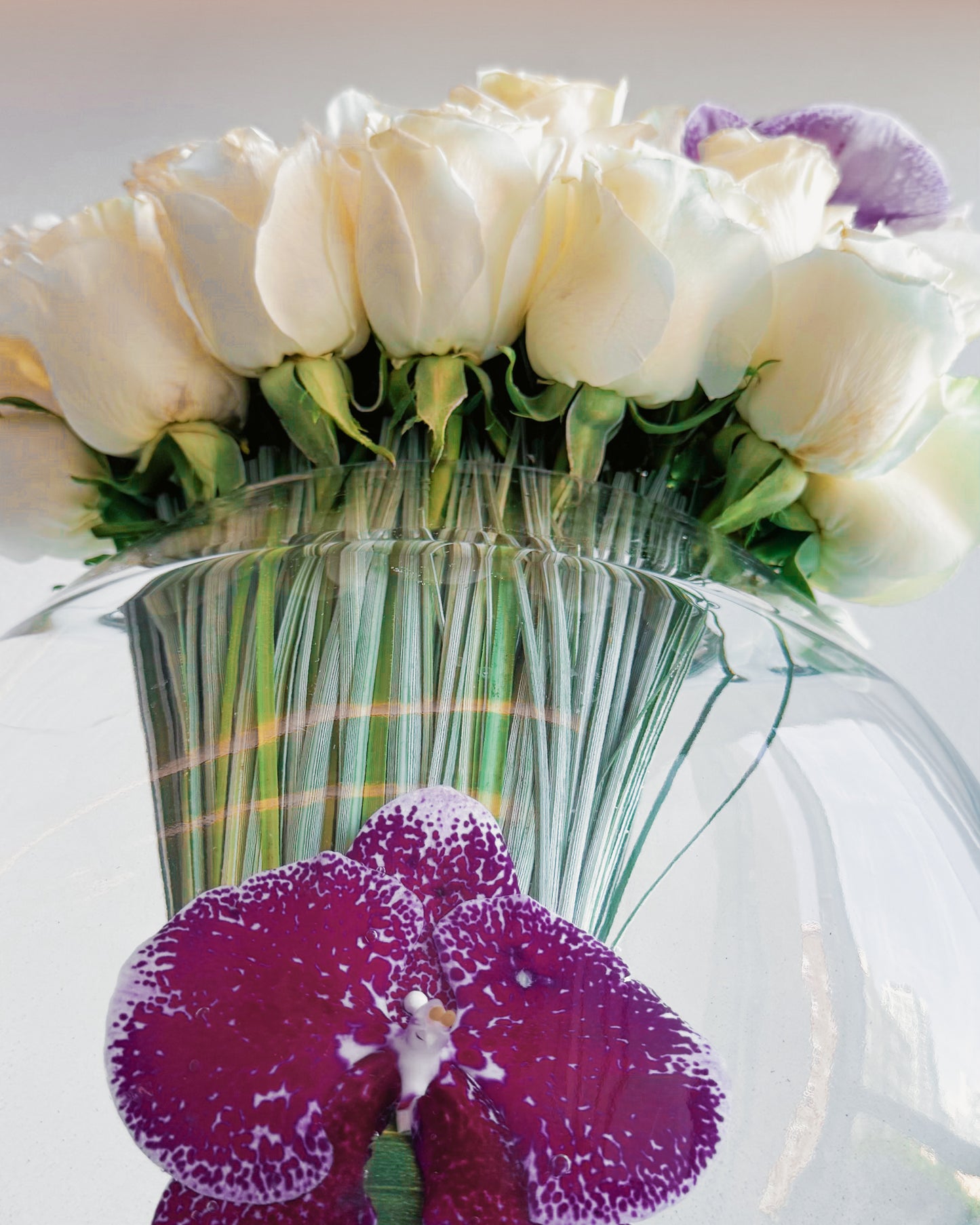 Orchid Elegance