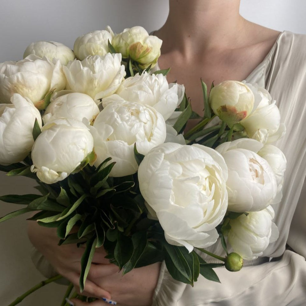 The White Peonies