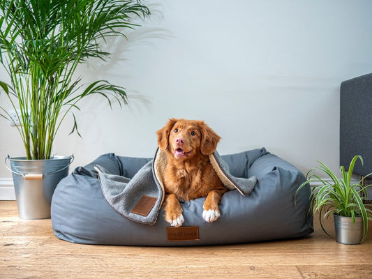 🐾 Flowers That Are Not Cool for Pets: What Every LA Pet Parent Should Know