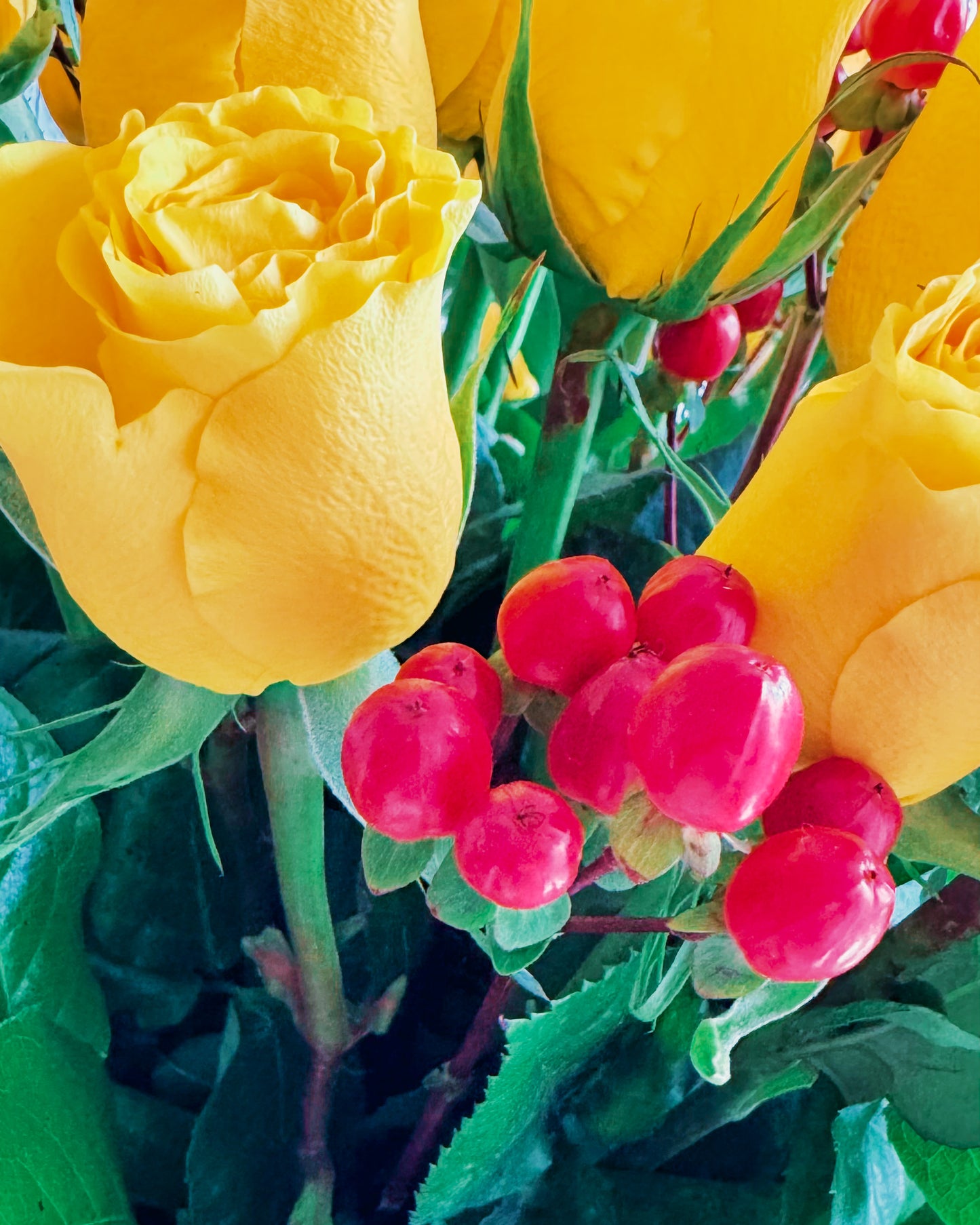 Yellow Rose Of Delight
