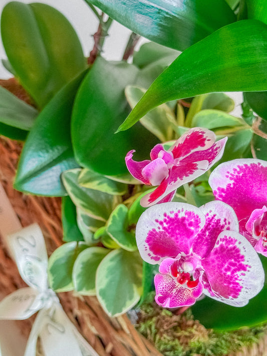 Leafy Hampy