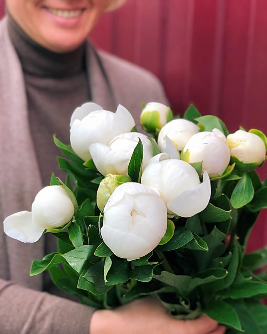 The White Peonies